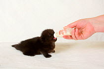 British Longhair kitten, aged 3 weeks (Highlander, Lowlander, Britanica) black coated, drinking from a bottle.