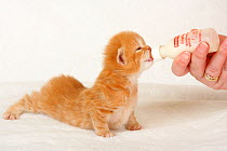 British Longhair kitten, aged 3 weeks (Highlander, Lowlander, Britanica) ginger coated, drinking from a bottle.