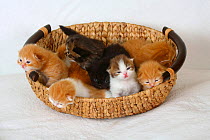 Litter of British Longhair (Highlander, Lowlander, Britanica)  kittens, aged 2 weeks, lying sleeping / resting in a basket.