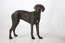 Great Dane bitch, aged 7 months, standing in show-stack posture.
