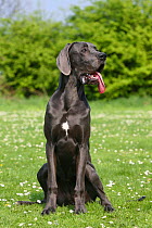 Great Dane bitch, aged 7 months, sitting in field, panting.