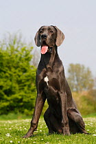 Great Dane bitch, aged 7 months, sitting in field, panting.