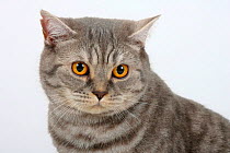 British Shorthair Cat, blue-silver-tabby, head portrait, with battered ear.