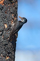 Black-backed Woodpecker (Picoides arcticus) female with food for young (beetle larva) in bill, clinging near its nest hole  in burned Jeffrey Pine (Pinus jeffreyi) trunk, Mono Lake Basin, California,...