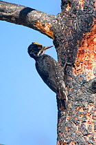 Black-backed Woodpecker (Picoides arcticus) foraging on burned Jeffrey Pine (Pinus jeffrey) trunk, Mono Lake Basin, California, USA.