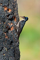 Black-backed Woodpecker (Picoides arcticus) male with food (beetle larva) in bill clinging outside its nest hole in burned Jeffrey Pine (Pinus jeffreyi) trunk, Mono Lake Basin, California, USA.