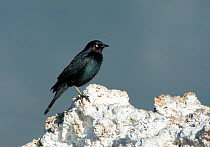Brewer's Blackbird (Euphagus cyanocephalus) male perched on tufa formation, Mono Lake, California, USA