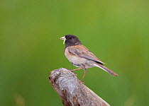 Dark-eyed Junco (Junco hyemalis), Oregon race, with food in its bill for young, Mono Lake Basin, California, USA