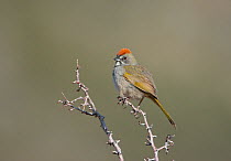 Green-tailed Towhee (Pipilo chlorurus) perched on branch,  Mono Lake Basin, California, US perched on branch,