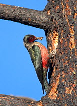 Lewis's Woodpecker (Melanerpes lewis) outside its nest hole in burned Jeffrey Pine (Pinus jeffreyi), with beakful of insects to feed its young, Mono Lake Basin, California, USA. (Digitally retouched...