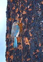 Mountain Bluebird (Sialia currucoides) female at nest hole in burned Jeffrey Pine (Pinus jeffreyi) Mono Basin, California, USA
