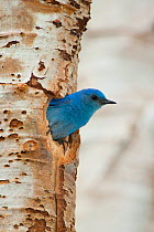 Mountain Bluebird (Sialis currucoides) male looking out of its nest hole in Aspen trunk, Mono Lake Basin, California, USA