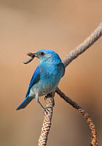 Mountain Bluebird (Sialia currucoides) male with food (caterpillar) for young in its bill, Mono Basin, California, USA (Digitally retouched image - stick removed at top)