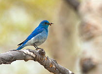 Mountain Bluebird (Sialis currucoides) carrying inspect prey in its bill for young, Mono Lake Basin, California, USA