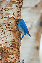 Mountain Bluebird (Sialis currucoides), outside its nest hole in Aspen trunk, carrying  caterpillar prey in its bill for young, Mono Lake Basin, California, USA