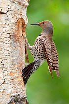 Northern Flicker (Colaptes auratus) female, red-shafted race, landing at its nest hole in Quaking Aspen (Populus tremuloides) trunk, Mono Lake Basin, California, USA.