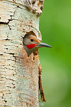 Northern Flicker (Colaptes auratus) male, red-shafted race, looking out of its nest hole in Quaking Aspen (Populus tremuloides) trunk, Mono Lake Basin, California, USA