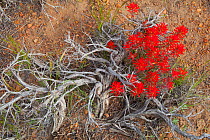 Indian Paintbrush (Castilleja coccinea) flowering amid dead Sagebrush (Artemisia tridentata) stems, on the desert floor, Mono Lake Basin, California, USA. (Paintbrush grows as a partial root-parasite...