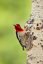 Red-breasted Sapsucker (Sphyrapicus ruber), clinging to Aspen trunk in spring, Mono Lake Basin, California, USA