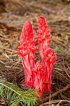 Snow Plant (Sarcodes sanguinea) flowers, Yosemite National Park, California, USA.