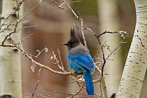 Steller's Jay (Cyanocitta stelleri) perched on branch of Quaking Aspen (Populus tremuloides) in early spring, Mono Lake Basin, California, USA