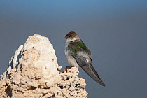 Violet-green Swallow (Tachycineta thalassina) female perched on tufa formation. This species nests in holes in the tufa formations. Mono Lake, California, USA.