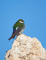 Violet-green Swallow (Tachycineta thalassina) male perched on tufa formation, Mono Lake, California, USA