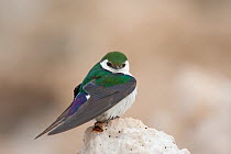 Violet-green Swallow (Tachycineta thalassina) portrait of male facing camera, perched on tufa, Mono Lake, California, USA