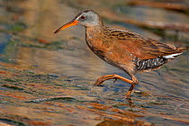 Virginia Rail (Rallus limicola), wading in shallow water over submerged dead reeds in wetland, Mono Lake Basin, California, USA