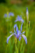 Western Blue Flag / Rocky Mountain Iris  (Iris missouriensis) flowers, Lee Vining Canyon, California, USA