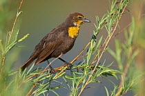 Yellow-headed Blackbird (Xanthocephalus xanthocephalus) female perched in willow, Mono Lake Basin, California, USA