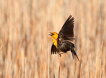Yellow-headed Blackbird (Xanthocephalus xanthocephalus) male calling and performing courtship / territorial display in cattail marsh, Mono Lake Basin, California, USA