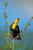 Yellow-headed Blackbird (Xanthocephalus xanthocephalus) male calling and [performing courtship/territorial display in cattail marsh, Mono Lake Basin, California, USA