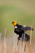 Yellow-headed Blackbird (Xanthocephalus xanthocephalus) male calling and performing courtship / territorial display in cattail marsh, Mono Lake Basin, California, USA.