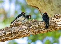 Acorn Woodpeckers (Melanerpes formicivorus) family group of two young males (age determined by eye color) on either side of an adult male, Santa Barbara County, California, USA, July.