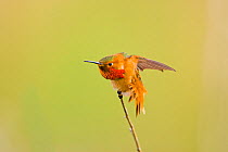 Allen's Hummingbird (Selasphorus sasin) male stretching its wings and tail, and flaring its red iridescent gorget, Newport Bay, California, USA, February. (Digitally retouched - stick at left removed...