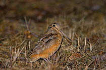 American Woodcock (Scolopax minor) on its display ground at dusk in early spring, New York, USA, March.