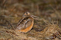 American Woodcock (Scolopax minor), calling ('peent-ing') on its display ground in early spring, New York, USA, March.