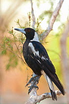 Australian / Black backed Magpie (Gymnorhina tibicen) perched on branch, Roma, Queensland, Australia, November.