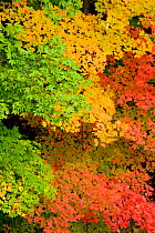 Pattern of green yellow, and red Maple  (Acer sp.)leaves in autumn, North Chagrin Reservation, Ohio, USA, October.