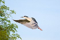 Black-crowned Night-Heron (Nycticorax nycticorax), flying in to land in a tree. California, USA, February.