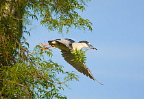 Black-crowned Night-Heron (Nycticorax nycticorax), flying out of a tree carrying a leafy stick as nest material. California, USA, February.