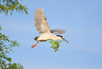 Black-crowned Night-Heron (Nycticorax nycticorax), flying out of a tree carrying a leafy stick as nest material. California, USA, February.