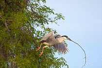 Black-crowned Night-Heron (Nycticorax nycticorax), flying out of a tree carrying a stick as nest material. California, USA, February.