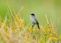 California Gnatcatcher (Polioptila californica), male singing amid yellow Bladderpod (Isomeris arborea) flowers, California, USA. The bird is listed as threatened under the United States Endangered Sp...