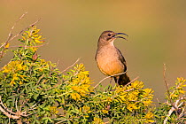 California Thrasher (Toxostoma redivivum), singing while perched amid yellow flowers of Bladderpod (Isomeris arborea), Crystal Cove State Park, California, USA, February.