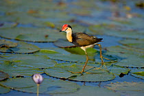 Comb-crested Jacana / Lotusbird (Irediparra gallinacea), adult walking over lilypad, showing its elongated toes. Yellow Water, Kakadu National Park, Northern Territory, Australia, September.