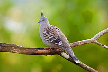 Crested Pigeon (Ocyphaps / Geophaps lophotes) perching. Atherton Tableland, Queensland, Australia, October.