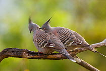 Crested Pigeons (Ocyphaps / Geophaps lophotes) pair, with one preening its mate as part of courtship. Atherton Tableland, Queensland, Australia, October.