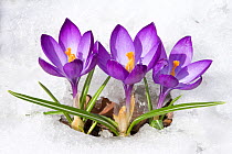 Purple Crocus (Crocus angustifolius) flowers emerging through snow in early spring, New York, USA.